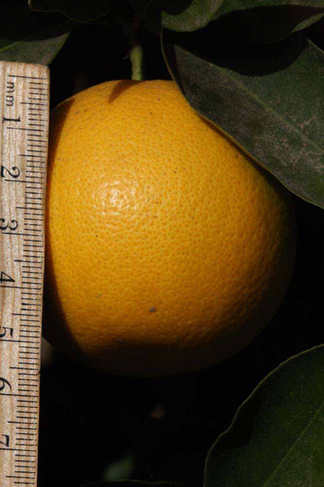              Fruit (Riverside, CA)       